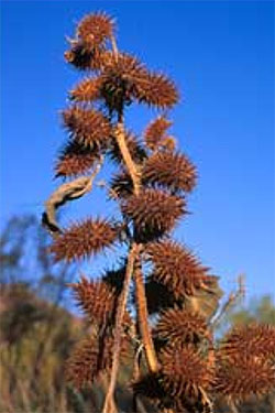 Mature xanthium plant with fruits