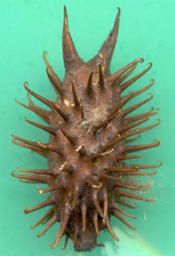 Close-up of xanthium fruits