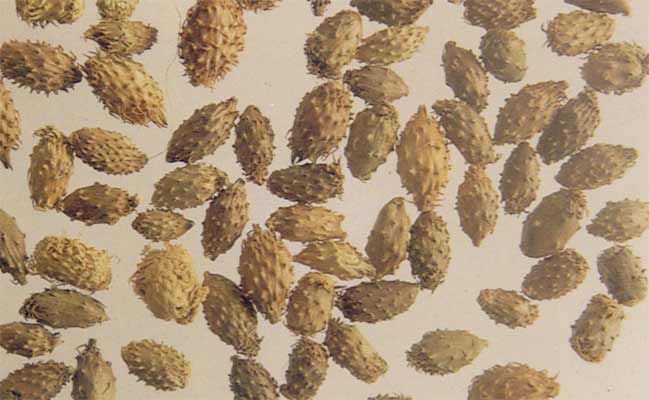 Xanthium processed by stir-frying followed by grinding to remove prickles