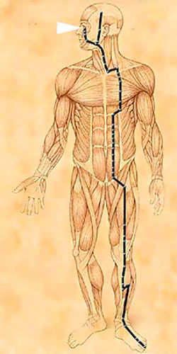 Stomach Channel