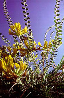 Astragalus membranaceous