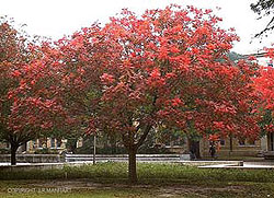 <I>Pistacia chinensis</I>, full grown