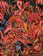 <I>Pistacia chinensis</I>, foliage
