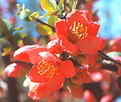 <I>Chaenomeles lagenaria</I>
