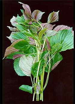 Perilla