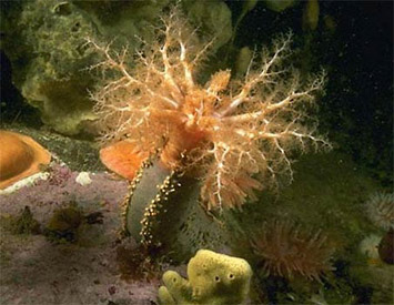 Sea cucumber