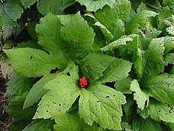 Goldenseal