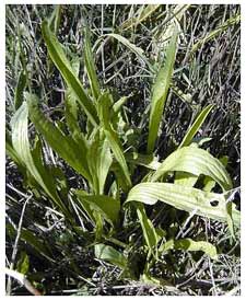 Plantain