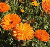 Calendula 