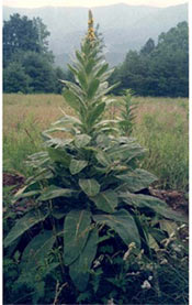 Mullein