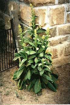 Mullein
