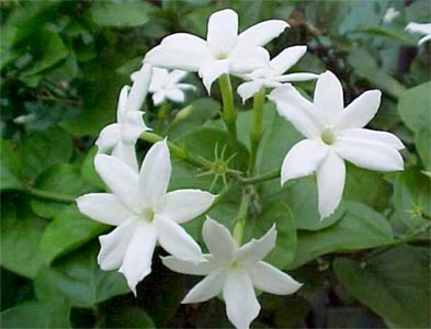A beautiful jasmine...