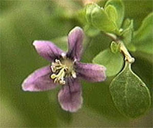 lycium flower