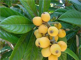 Loquat plant with fruit. Note the shape of the leaves