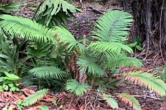Young palm tree