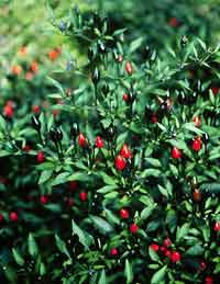 Capsicum annum