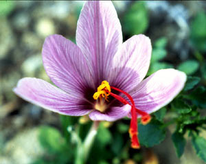 saffron1.jpg