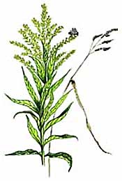 Goldenrod