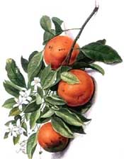 Orange Blossom