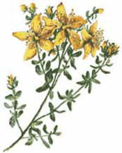 St. John's Wort